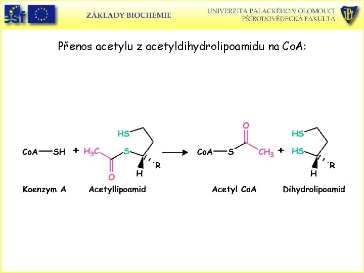 Přenos acetylu z acetyldihydrolipoamidu na Co. A: 