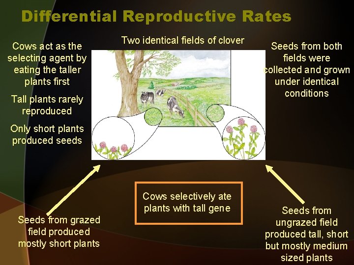 Differential Reproductive Rates Cows act as the selecting agent by eating the taller plants