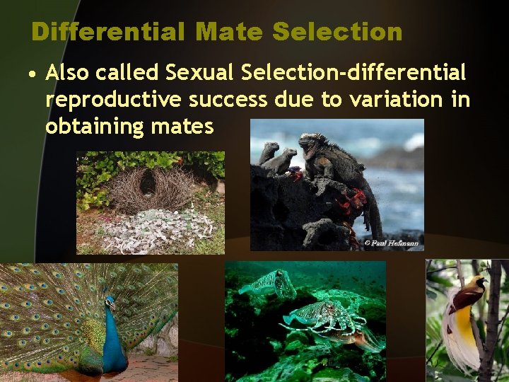 Differential Mate Selection • Also called Sexual Selection-differential reproductive success due to variation in