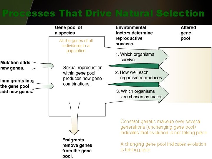 Processes That Drive Natural Selection All the genes of all individuals in a population