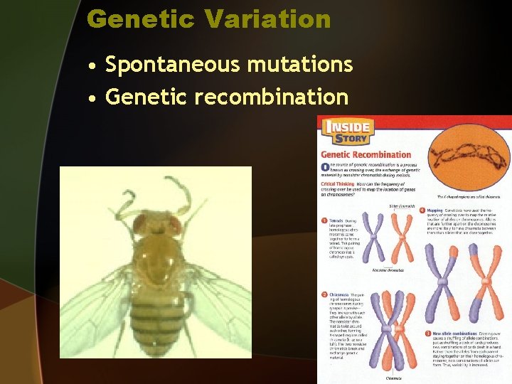 Genetic Variation • Spontaneous mutations • Genetic recombination 