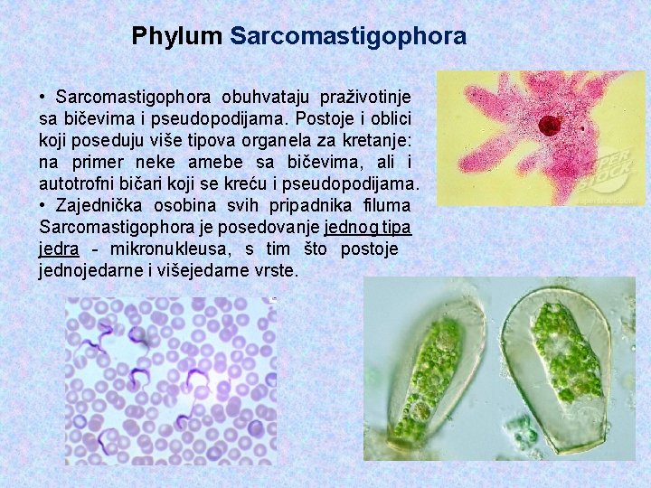Phylum Sarcomastigophora • Sarcomastigophora obuhvataju praživotinje sa bičevima i pseudopodijama. Postoje i oblici koji
