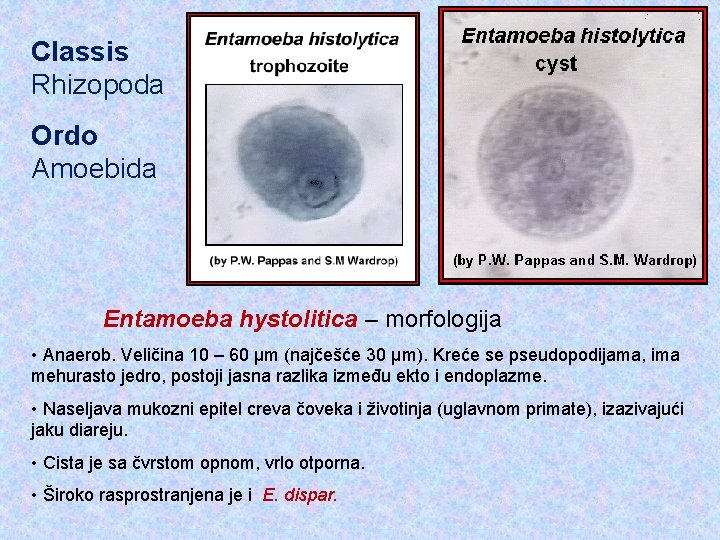 Classis Rhizopoda Ordo Amoebida Entamoeba hystolitica – morfologija • Anaerob. Veličina 10 – 60