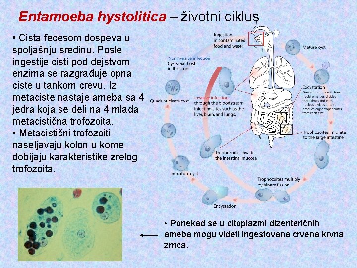 Entamoeba hystolitica – životni ciklus • Cista fecesom dospeva u spoljašnju sredinu. Posle ingestije