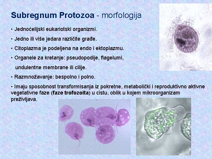 Subregnum Protozoa - morfologija • Jednoćelijski eukariotski organizmi. • Jedno ili više jedara različite