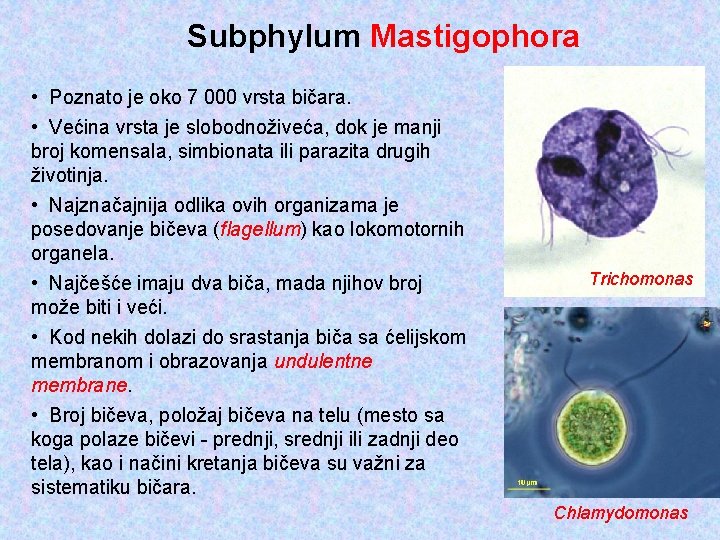 Subphylum Mastigophora • Poznato je oko 7 000 vrsta bičara. • Većina vrsta je