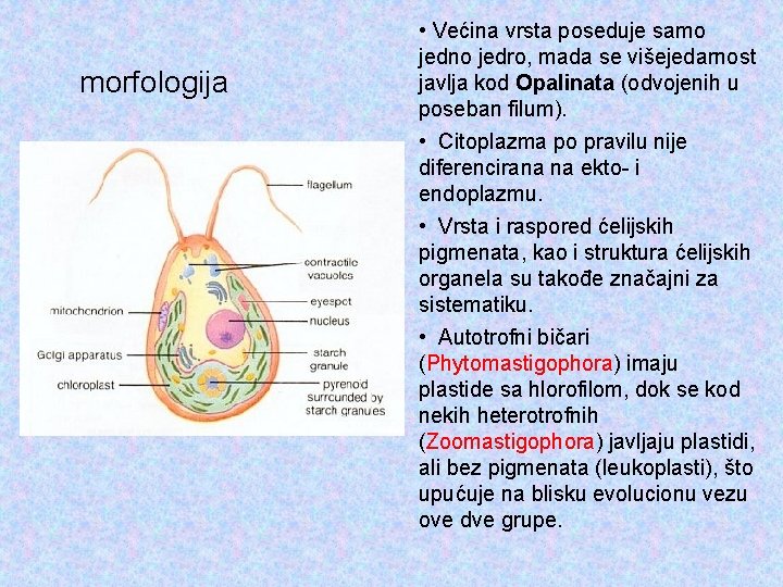 morfologija • Većina vrsta poseduje samo jedno jedro, mada se višejedarnost javlja kod Opalinata