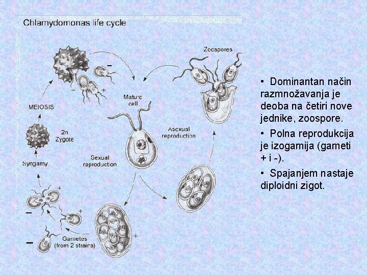  • Dominantan način razmnožavanja je deoba na četiri nove jednike, zoospore. • Polna