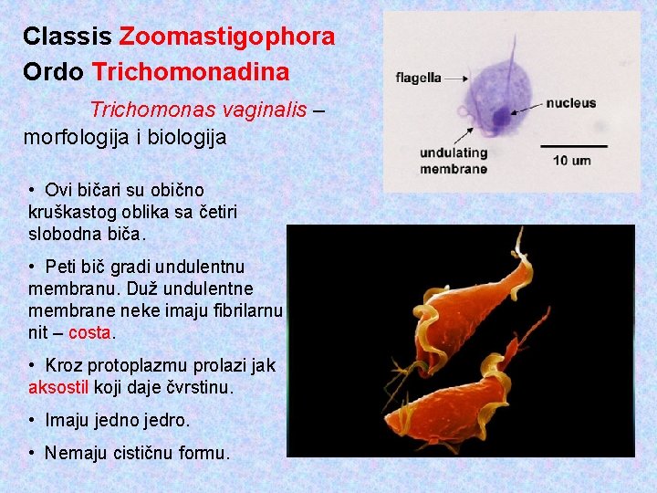 Classis Zoomastigophora Ordo Trichomonadina Trichomonas vaginalis – morfologija i biologija • Ovi bičari su