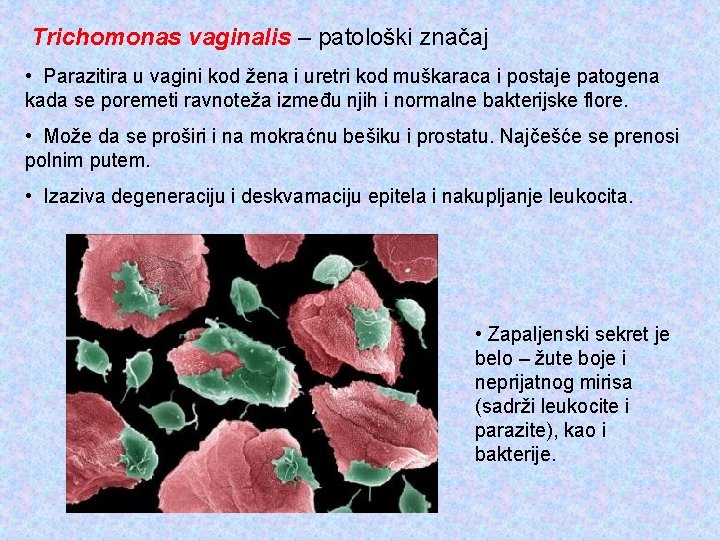 Trichomonas vaginalis – patološki značaj • Parazitira u vagini kod žena i uretri kod
