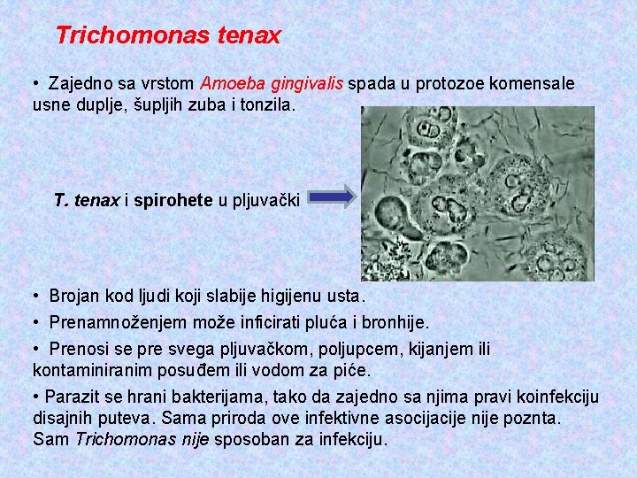 Trichomonas tenax • Zajedno sa vrstom Amoeba gingivalis spada u protozoe komensale usne duplje,