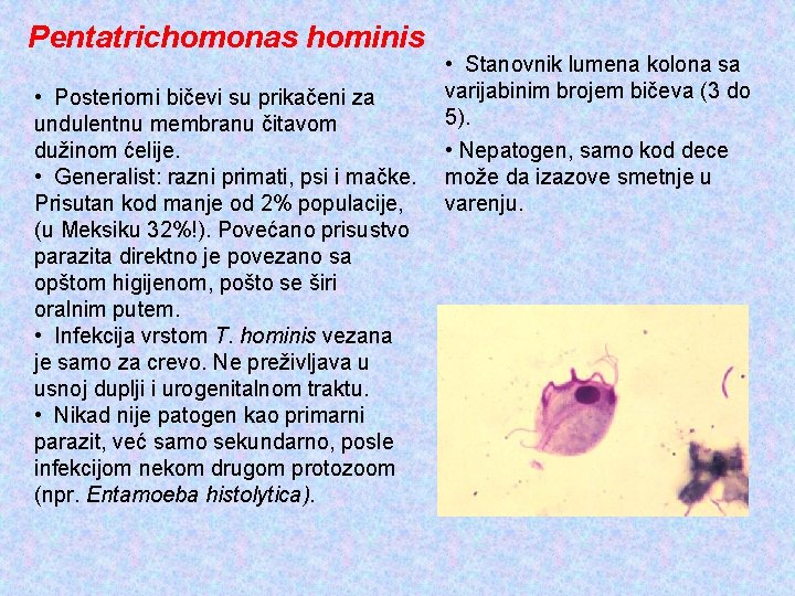 Pentatrichomonas hominis • Stanovnik lumena kolona sa varijabinim brojem bičeva (3 do • Posteriorni