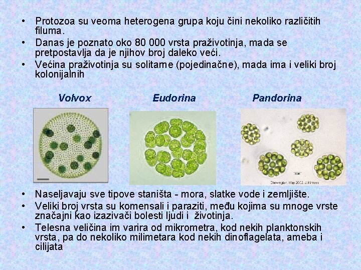  • Protozoa su veoma heterogena grupa koju čini nekoliko različitih filuma. • Danas
