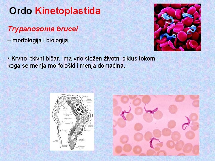 Ordo Kinetoplastida Trypanosoma brucei – morfologija i biologija • Krvno -tkivni bičar. Ima vrlo