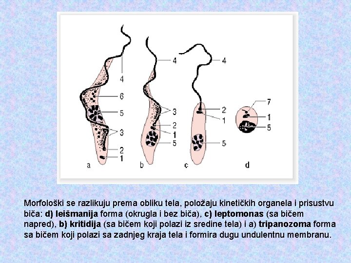 Morfološki se razlikuju prema obliku tela, položaju kinetičkih organela i prisustvu biča: d) leišmanija
