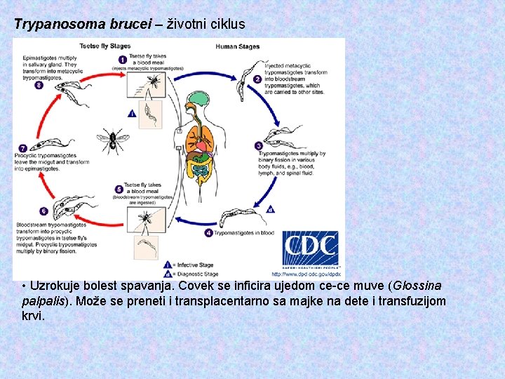 Trypanosoma brucei – životni ciklus • Uzrokuje bolest spavanja. Čovek se inficira ujedom ce-ce