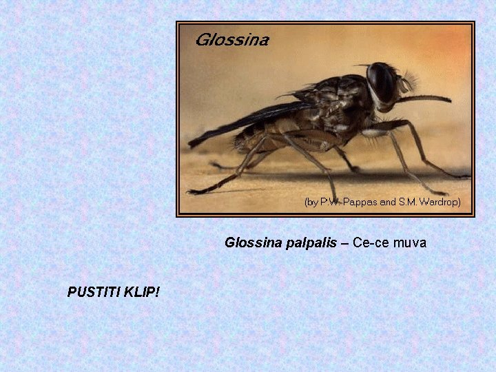 Glossina palpalis – Ce-ce muva PUSTITI KLIP! 