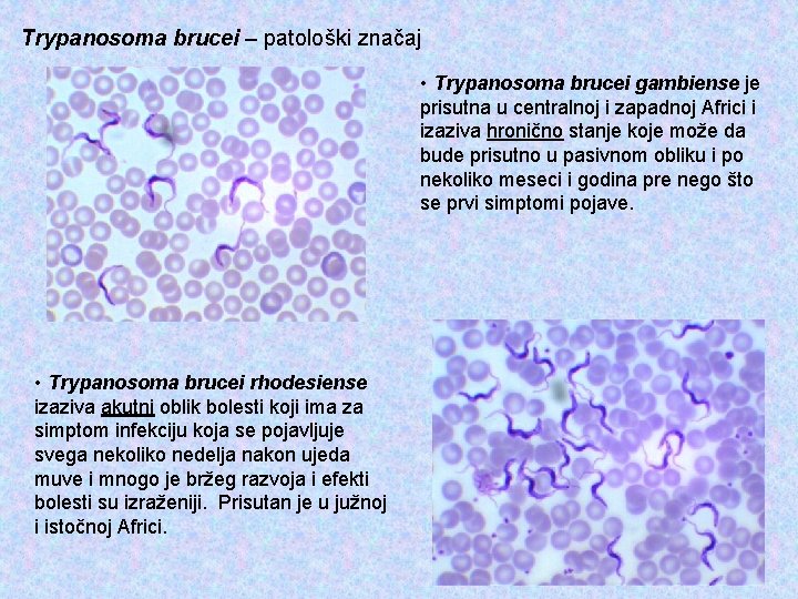 Trypanosoma brucei – patološki značaj • Trypanosoma brucei gambiense je prisutna u centralnoj i