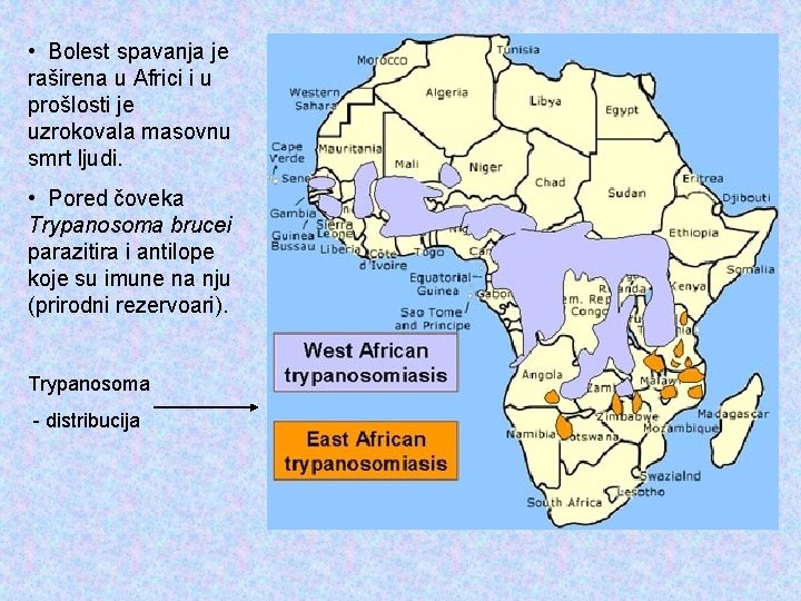  • Bolest spavanja je raširena u Africi i u prošlosti je uzrokovala masovnu