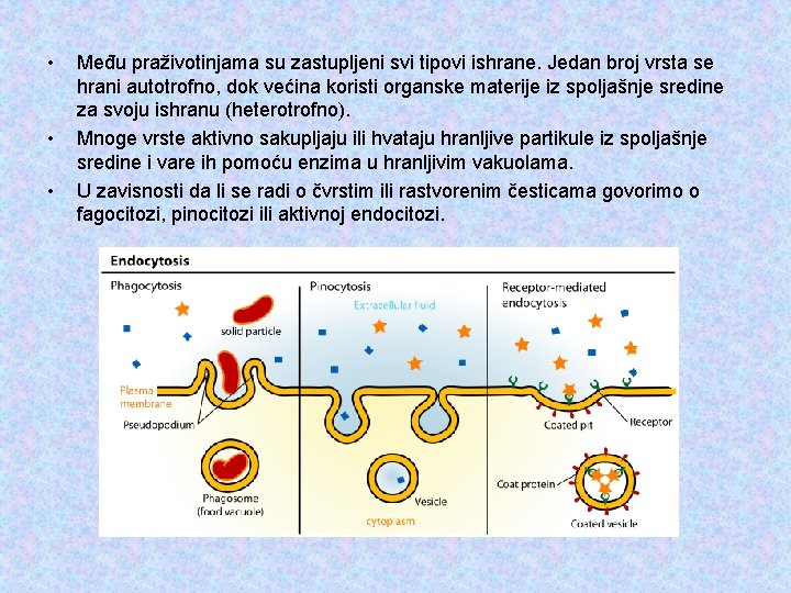  • • • Među praživotinjama su zastupljeni svi tipovi ishrane. Jedan broj vrsta