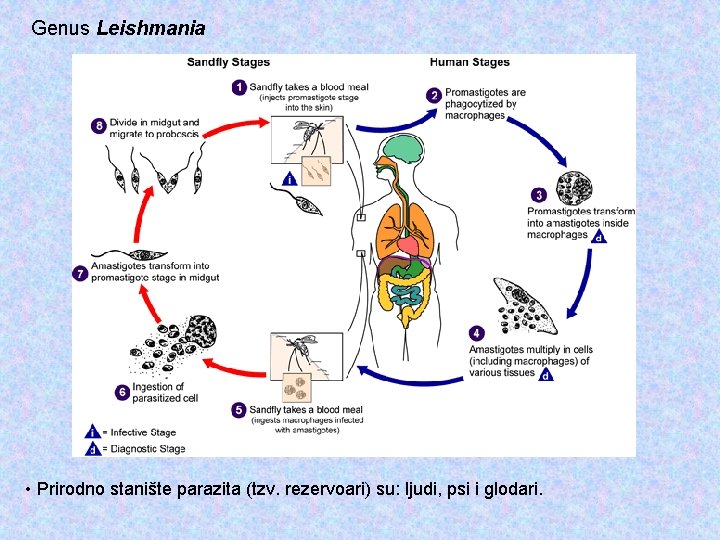 Genus Leishmania • Prirodno stanište parazita (tzv. rezervoari) su: ljudi, psi i glodari. 