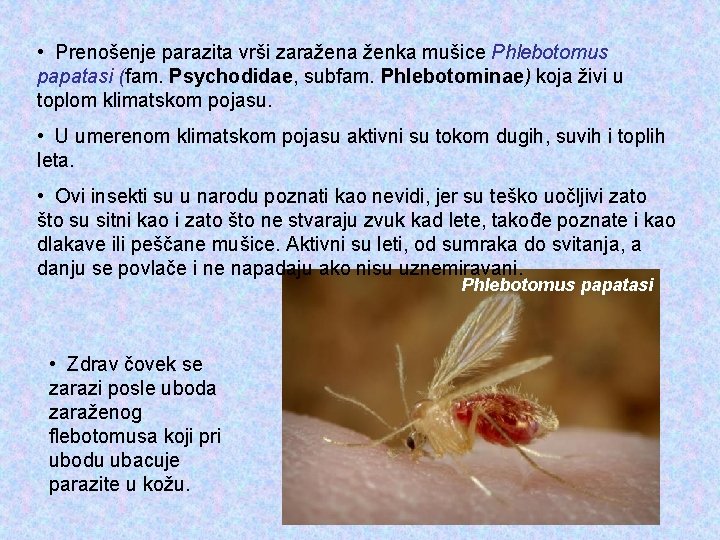  • Prenošenje parazita vrši zaražena ženka mušice Phlebotomus papatasi (fam. Psychodidae, subfam. Phlebotominae)