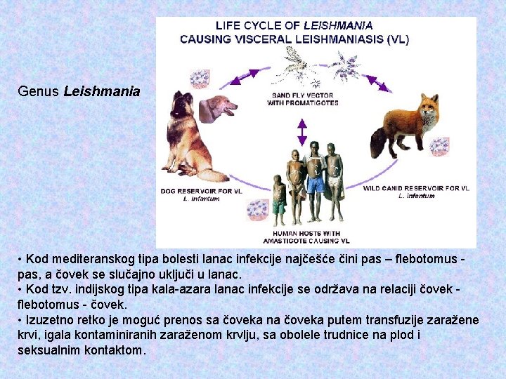 Genus Leishmania • Kod mediteranskog tipa bolesti lanac infekcije najčešće čini pas – flebotomus