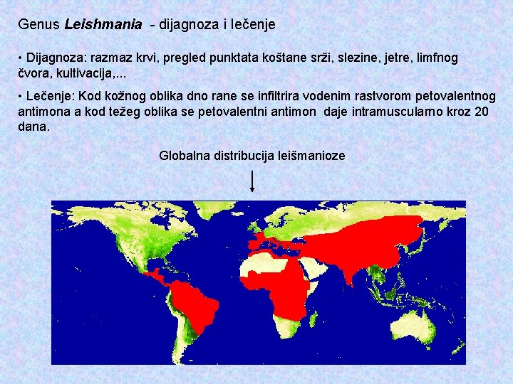 Genus Leishmania - dijagnoza i lečenje • Dijagnoza: razmaz krvi, pregled punktata koštane srži,