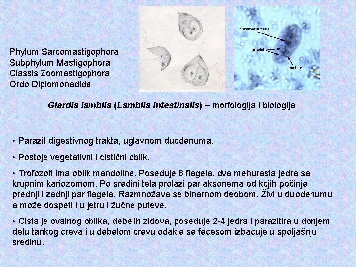 Phylum Sarcomastigophora Subphylum Mastigophora Classis Zoomastigophora Ordo Diplomonadida Giardia lamblia (Lamblia intestinalis) – morfologija