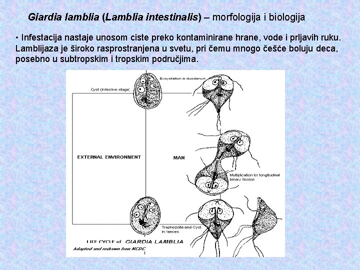  Giardia lamblia (Lamblia intestinalis) – morfologija i biologija • Infestacija nastaje unosom ciste