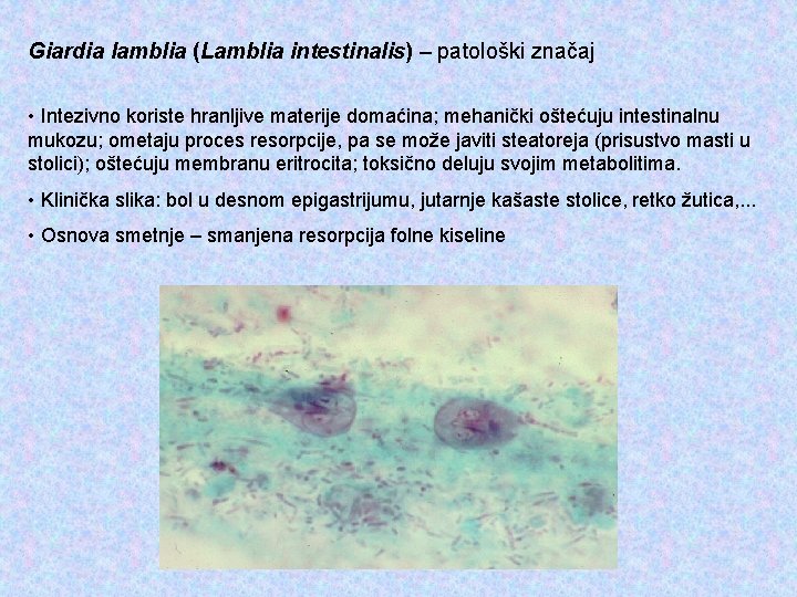 Giardia lamblia (Lamblia intestinalis) – patološki značaj • Intezivno koriste hranljive materije domaćina; mehanički