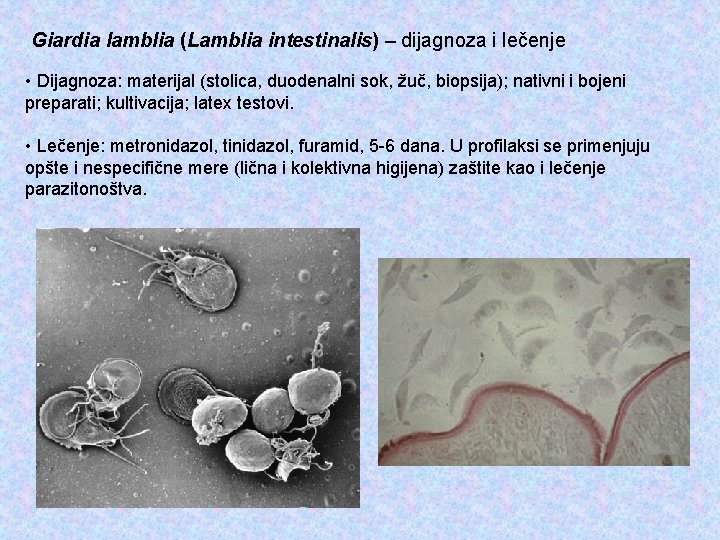 Giardia lamblia (Lamblia intestinalis) – dijagnoza i lečenje • Dijagnoza: materijal (stolica, duodenalni sok,