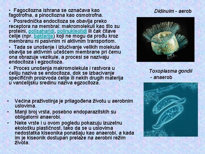  • Fagocitozna ishrana se označava kao fagotrofna, a pinocitozna kao osmotrofna. • Posrednička