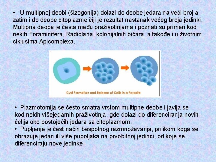  • U multipnoj deobi (šizogonija) dolazi do deobe jedara na veći broj a