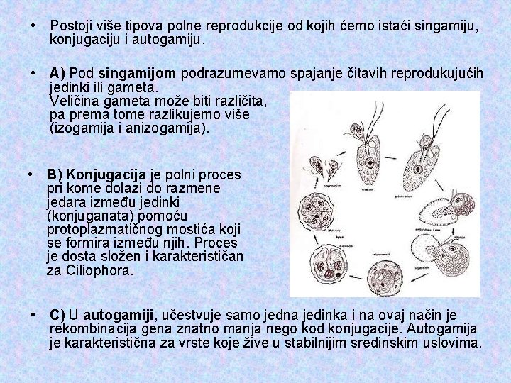  • Postoji više tipova polne reprodukcije od kojih ćemo istaći singamiju, konjugaciju i