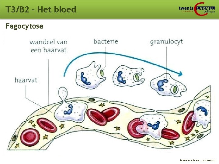 T 3/B 2 – Het bloed Fagocytose © 2009 Biosoft TCC - Lyceumstraat 