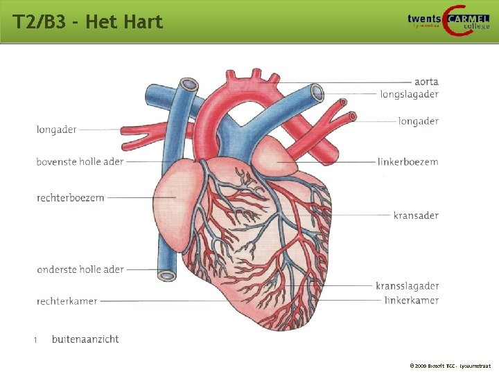 T 2/B 3 - Het Hart © 2009 Biosoft TCC - Lyceumstraat 