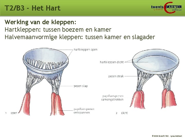 T 2/B 3 - Het Hart Werking van de kleppen: Hartkleppen: tussen boezem en