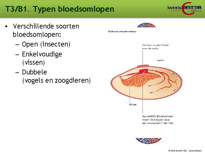 T 3/B 1. Typen bloedsomlopen • Verschillende soorten bloedsomlopen: – Open (insecten) – Enkelvoudige