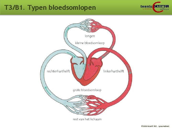 T 3/B 1. Typen bloedsomlopen © 2009 Biosoft TCC - Lyceumstraat 