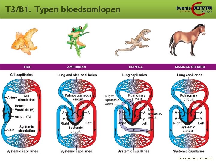 T 3/B 1. Typen bloedsomlopen © 2009 Biosoft TCC - Lyceumstraat 