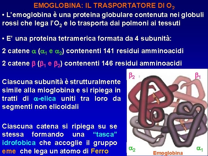 EMOGLOBINA: IL TRASPORTATORE DI O 2 • L’emoglobina è una proteina globulare contenuta nei