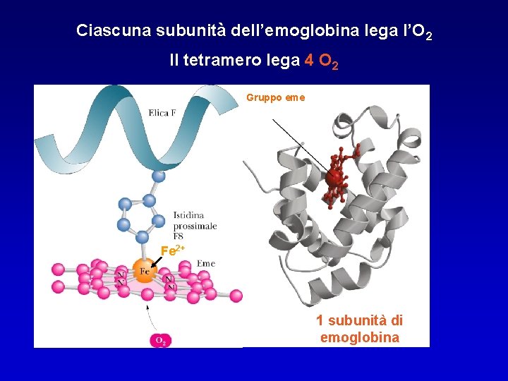 Ciascuna subunità dell’emoglobina lega l’O 2 Il tetramero lega 4 O 2 Gruppo eme