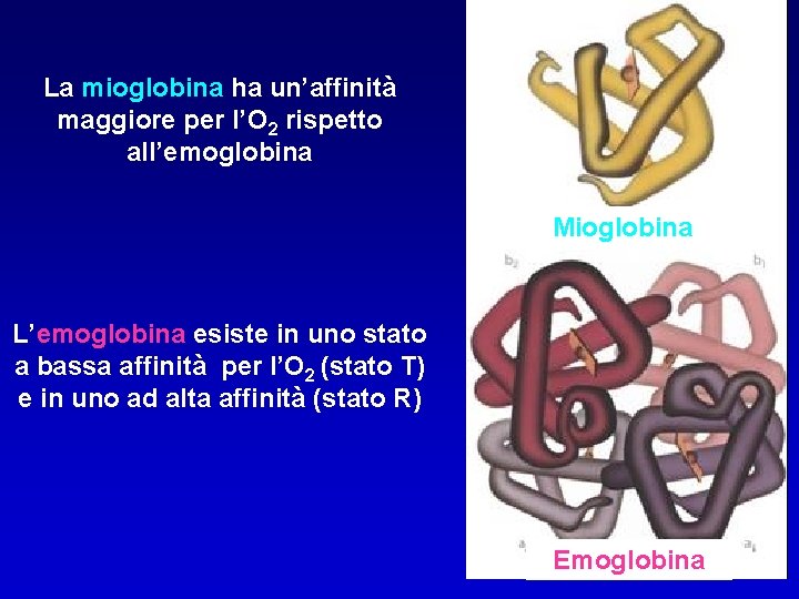 La mioglobina ha un’affinità maggiore per l’O 2 rispetto all’emoglobina Mioglobina L’emoglobina esiste in