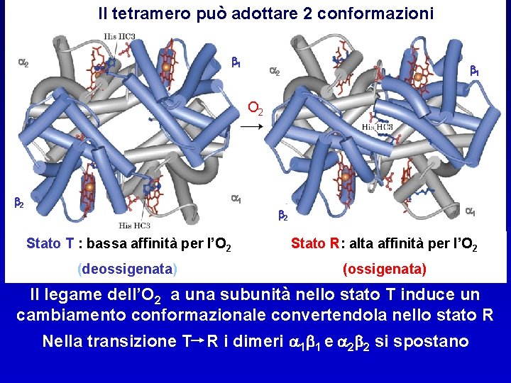 Il tetramero può adottare 2 conformazioni 1 2 2 1 O 2 1 2