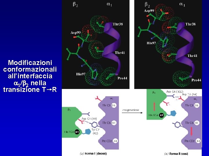 Modificazioni conformazionali all’interfaccia 1/ 2 nella transizione T R 