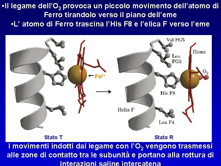  • Il legame dell’O 2 provoca un piccolo movimento dell’atomo di Ferro tirandolo