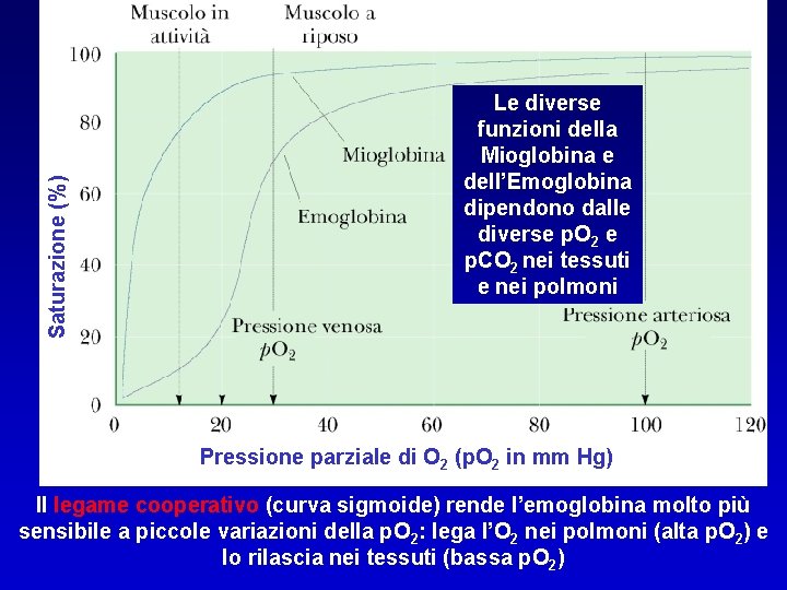 Saturazione (%) Le diverse funzioni della Mioglobina e dell’Emoglobina dipendono dalle diverse p. O