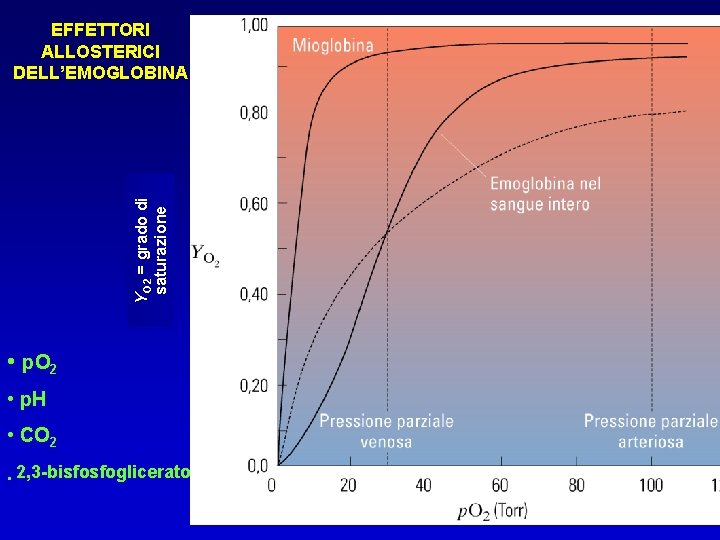 YO 2 = grado di saturazione EFFETTORI ALLOSTERICI DELL’EMOGLOBINA • p. O 2 •