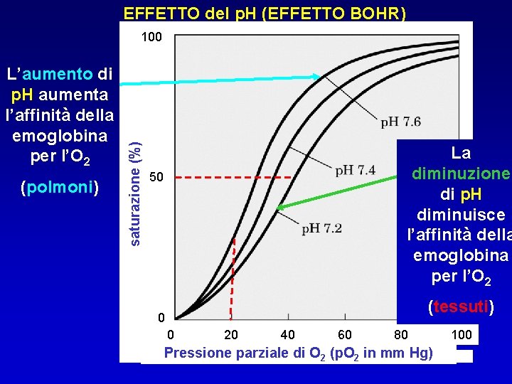 EFFETTO del p. H (EFFETTO BOHR) L’aumento di p. H aumenta l’affinità della emoglobina